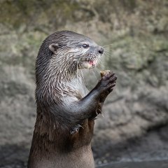 Lynda Haney-Otter with Catch-Highly Commended.jpg